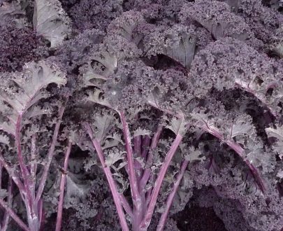 Seeds Kale Red Curly 30 seeds