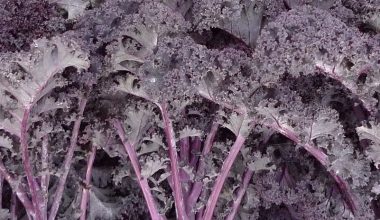 Seeds Kale Red Curly 30 seeds