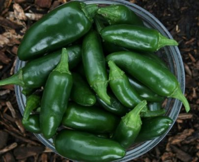 Chillies Jalapeno 50g M