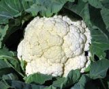 Seeds Cauliflower Snow Ball  30 seeds