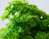 Parsley - Curly - 120g GH