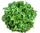 Lettuce Pack OakLeaf 120g P