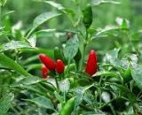 Seeds Chilli Birds Eye  25 seeds