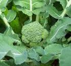 Seeds Broccoli Green Sprouting  30 seeds