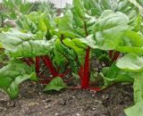 Seeds  Swiss Chard Bright Lights Red 30 seeds