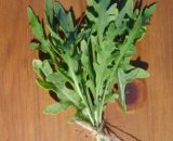 Seeds  Rocket Wild  Arucola  1g