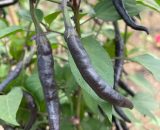 Chillies black fang 30g SP