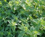 Origanum 120g P