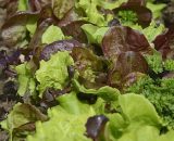 Lettuce - mixed pack 150g GH