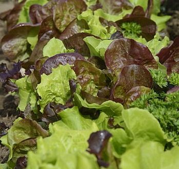 Lettuce - mixed pack 150g GH