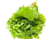 Seeds Lettuce Endive St Laurent    1g