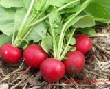 Seeds  Radish Cherry Belle  1g