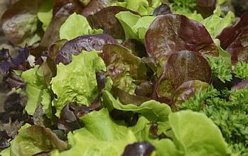 Lettuce - mixed pack 150g GH