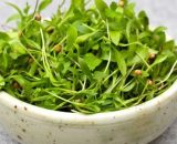 Salad Coriander  Assorted leaves with coriander  120g P