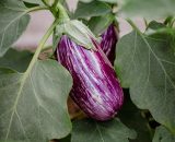 Brinjal - Striped - 500g OT