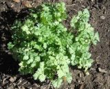 Seeds Coriander/ Dhania/ Cilantro  1g