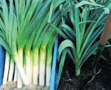 Seeds  Leek Carentan 1g