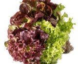 Seeds  Lettuce Oak Leaf Bright Grn and Frilly 1g