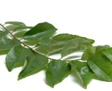 Curry Leaves 20g P