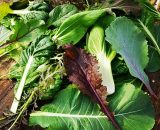 Asian greens - a mix of pak choi and tastoi 200g GH