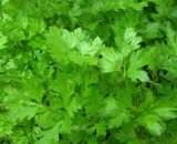 Seeds  Parsley Flat Italian  1g