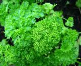 Seeds  Parsley Curly  1g