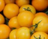 Seeds  Tomato  Cherry Yellow Bella Rosa  25 seeds