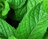 Mint 120g P