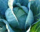 Seeds Cabbage Dotterfelder Weisskohl 30 seeds