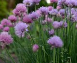 Chives 20g TGB