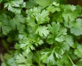 Coriander 20g TGB