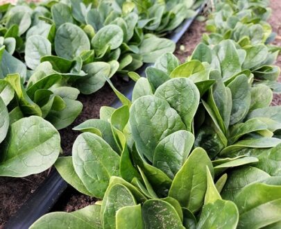 Baby spinach 150g