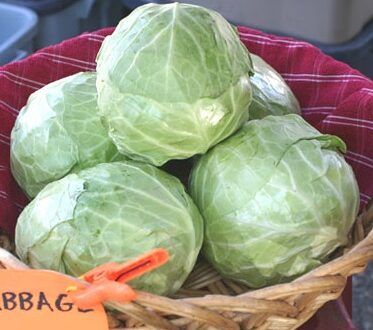 Cabbages Baby 2 pack  M