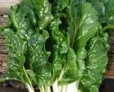 Seeds Spinach Brilliant (Fordhoek Giant alike) 30 seeds
