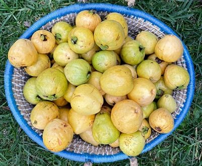 Guava 500g SP