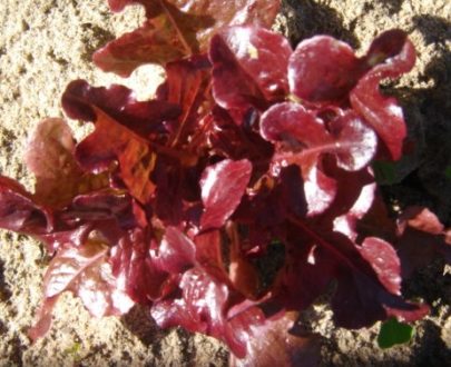 Seeds Lettuce Red Oak Leaf 1g