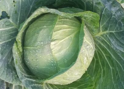 Cabbage Whole S
