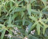 Lemon Verbena 20g