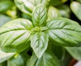 Basil 20g TGB