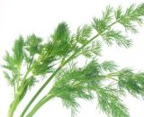 Fennel leaves 20g TGB