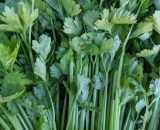 Celery 200g P (Bunch is relatively small)