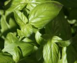 Basil 25g  P