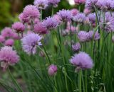 Chives 20g TGB