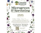 Microgreen and Sprouting Seeds Alfalfa 100g UB