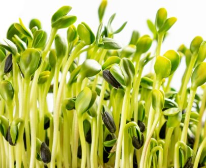 Microgreen and Sprouting Seeds Sunflower (striped) 100g UB