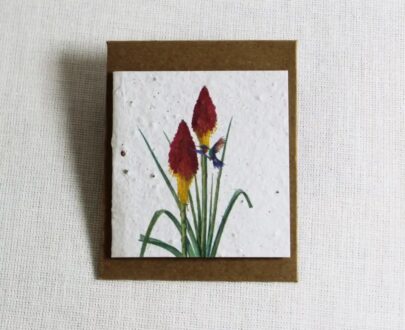 Growing Paper Mini Card plus envelope (Red Hot Poker) 60mm x 65mm