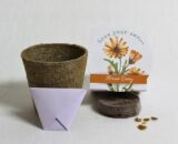 Seed Kit African Daisy