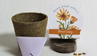 Seed Kit African Daisy