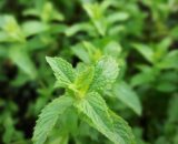 Mint 20g TGB