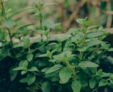 Oregano 20g TGB